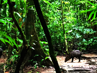 Zwei Halsbandpekaris schnüffeln am Boden im Regenwald von Costa Rica