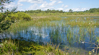 Blick ins Hamberger Moor