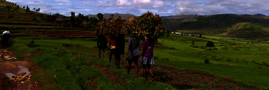 Frauen tragen Blätter und Äste auf ihren Köpfen in Ibity, Madagaskar