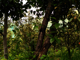 Dicht bewachsene DAF-Parzelle in Laphia Hoch gewachsene Bäume stehen dicht auf einer Dynamischen Agroforstparzelle in Laphia, Bolivien