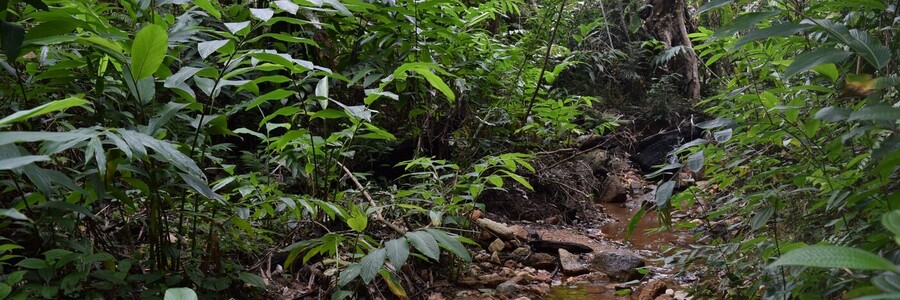 Ein Bachlauf mitten im Dschungel Makirovanas Foto: Naturefund
