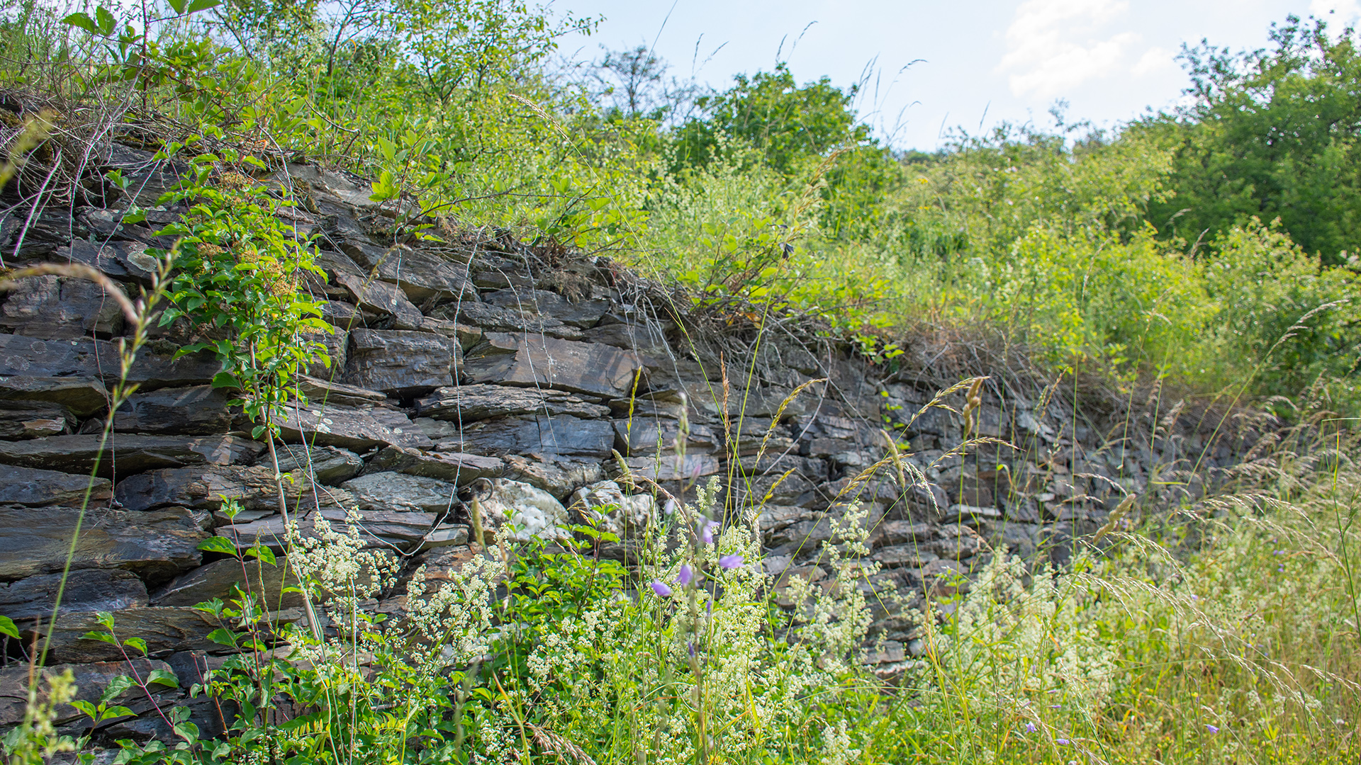 Trockenmauer im Mittelrheintal bei Kaub